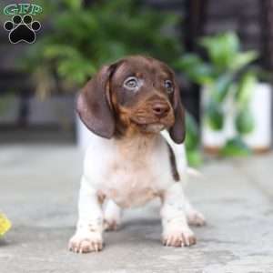 Jackson, Dachshund Puppy